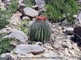 Echinocactus grusonii, or the golden barrel cactus, does not pup as some other species do. Fishook Barrel Cactus Fact Sheet