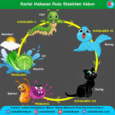 Produsen dalam rantai makanan adalah makhluk hidup yang mampu membuat makanannya sendiri. Rantai Makanan Pada Ekosistem Kebun