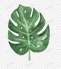 Watercolor Banana Leaves Cartoon Poster Cartoon Illustration Illustration Color Leaves Waterco Tree Watercolor Painting Leaf Stencil Cartoon Illustration