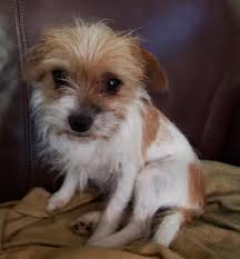 Dogs For Adoption Petfinder Pet Adoption Animal Rescue Pets