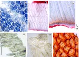 Image result for Cyphostemma paucidentatum