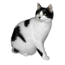 Black And White Cat Free Png Stock By Janeeden Cute Icons Cats Png