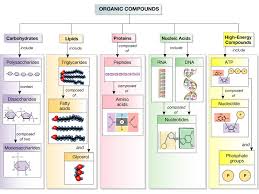 Mrs Mioduckis Website Unit 3 Biochemistry