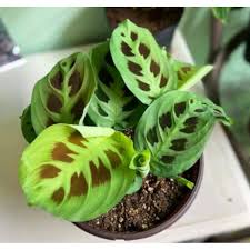 We did not find results for: Tanaman Hias Maranta Kercoviana Calathea Leuconora Shopee Indonesia