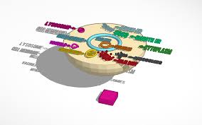 Animal cell diagram labeled 3d. Animal Cell Design Tinkercad
