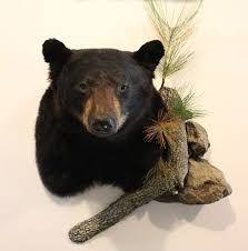 Award Winning Black Bear Shoulder Mount Image Result For Black Bear Shoulder Mount Bear Hunting Black Bear Bear Mounts
