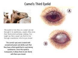 Camels can be trained to bear loads from five years of age, but must not be given a large load until six years old. Beautiful Hijab Camel S Third Eyelid