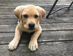 Labrador ceramic mugs & keychain fundraiser. Essay How To Name A Dog