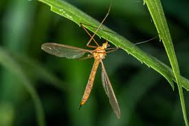 Image result for Rinorea ferruginea