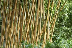 5 Winterharte Pflanzen Fur Den Dschungelgarten Winterharte Pflanzen Winterhart Pflanzen