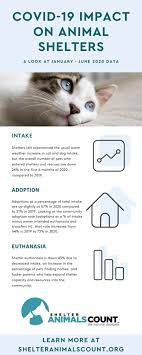 Demand for pet supplies has increased through the pandemic as americans working remotely and socially distancing have contributed to a surge in pet adoptions around the us. What We Can Learn From Shelter Intake And Adoption Trends During The Pandemic Richmond Spca