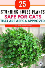 Maybe you would like to learn more about one of these? 25 Gorgeous Houseplants That Are Safe For Cats And Dogs Aspca Approved Houseplants Safe For Cats Houseplants Pet Friendly House