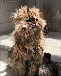 Mom Said I Look Like A Fluffy Kewpie Doll Cats Persian Cat Baby Animals Funny