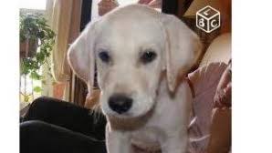 Avec une niche, votre animal a un coin rien qu'à lui pour s'isoler et se reposer quand il le souhaite. Le Bon Coin 09 Animaux Chiens
