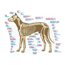 anatomical chart the canine skeleton 500 x 1000mm