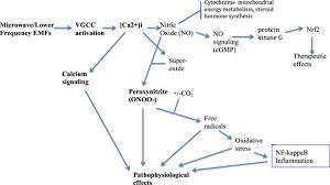 Wifi And Emf Exposure Causes Dna Damage Through