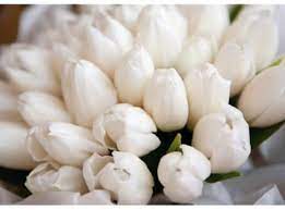 ورود بيضاء white tulips tulips white flowers