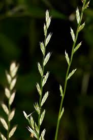 Image result for Lolium multiflorum