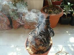 Image result for Boophone disticha