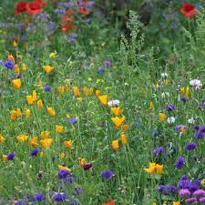 Practical advice on how to make a wildflower meadow that will provide a habitat and food for bees and other pollinators and wildlife. Go Wild In The Garden How To Sow Your Own Wildflower Meadow