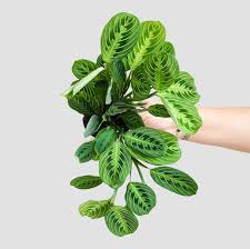 Image result for maranta