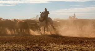 Horseback Mustering Australian Cattle Station Aerial View Aerial Cattle