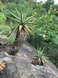 Image result for Aloe spicata