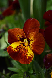 Flower shop flower arrangements luxury flowers flower aesthetic petals flower power pastel aesthetic flower background wallpaper iphone wallpaper vintage photography wallpaper flower. Angelina Mei