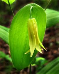 Image result for Colchicaceae