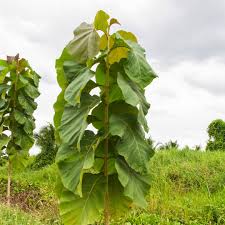 Image result for Tectona