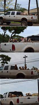 ハワイらしいトラックといえば ピックアップトラック これは 私も好きなford f350 という 巨体です ものすごい排気量 ガソリン凄い勢いで飲み込んじゃうんですよ それに ハワイらしい犬といえば ピットブル ピットブルmix それがセットになってる風景に出会い