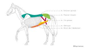 Un serveur echo est tout simplement un serveur qui renvoie ce. 3 Choses A Savoir Pour Muscler Efficacement Le Dos De Votre Cheval Equisense Blog