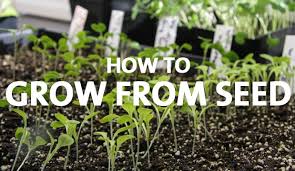 Farming is a skill in which players plant seeds and harvest crops. How To Grow From Seed Palmers Garden Centre