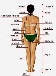 Hair, head, nape, neck, shoulder blade, arm , back, elbow, waist, trunk, hip. Female Body Parts Name Quotes About Body Parts 131 Quotes The Anatomical Names And Corresponding Common Names Are Indicated For Specific Body Regions Rebekah Stecker