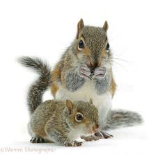 Grey Squirrel And Baby Photo Squirrel Cute Squirrel Baby Squirrel