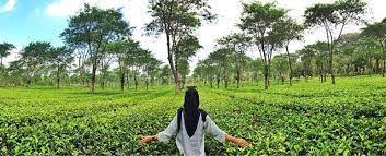 We did not find results for: Objek Wisata Agro Kebun Teh Wonosari Lawang Malang Jawa Timur Iqbal Azhari
