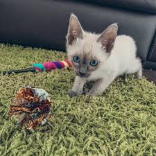 Cattery north las vegas, united states, cat boarding services, cattery. Siamese Kittens For Sale Siamese Cat For Sale Siamese Kitty