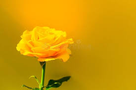 One Yellow Rose On A Blue Background Copy Space Postcard Ad Blue Rose Yellow Background Postcard Ad Yellow Roses Blue Backgrounds Rose