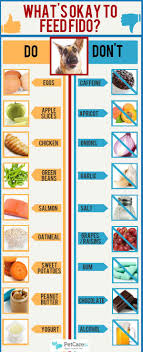 What People Food Can Dogs Eat An Infographic Petcarerx