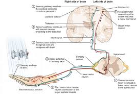 However, if you place your tongue against the roof of your mouth and press. 1 2 The Nervous System And Nervous Tissue Neuroscience Canadian 1st Edition