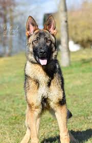The labrador retriever has its paws firmly planted in. Sultan Vom Mecklenburger Bolz Sv German Shepherd Puppy For Sale At Austin Texas Vip Puppies