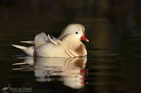Birds Of A Feather New Vegas Bug White Mandarin Duck E Asia Duck Species Duck And Ducklings Christmas Duck