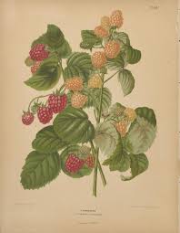 nederlandsche flora en pomona beschreven en uitgegeven door het bestuur der pomologische vereeniging te boskoop met platen naar de natuur geteekend pomol botanical illustration botanical drawings botanical prints