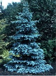 9ft 2 7m scandinavian blue spruce christmas. Pin On Project Girl House Landscape Concepts