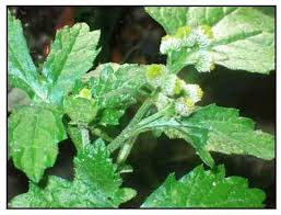 Image result for Dichrocephala