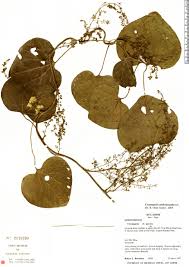 Image result for Cissampelos