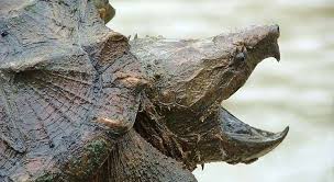 Common snapping turtles can give a miserable scar with their toothless bites. Are Snapping Turtles Dangerous With Bite Facts And Videos Turtleowner Com
