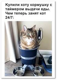 kupili kotu kormushku s tajmerom vydachi edy chem teper zanyat kot 24 7 koty kotomatrica kote koshki prikoly smeshno smeshnoj yumor yumor pro koshek kot