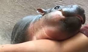 The toronto zoo's baby pygmy hippo just took a bath. Adorable Moment Baby Hippo Nuzzles Keeper Before Trying To Nip His Arm At A Zoo In Thailand Daily Mail Online