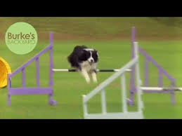 They are sweet and affectionate family dogs, they're very good with children and they make ideal house pets. Burke S Backyard Dog Agility Youtube